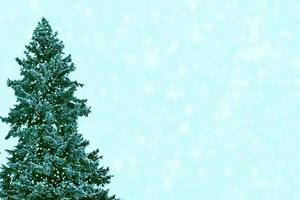 Frozen winter forest with snow covered trees. photo