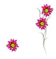 Colorful bright flowers chrysanthemum photo