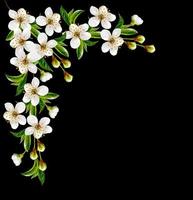 Blossoming twig of cherry fruit isolated on white background photo