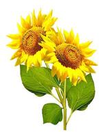 beautiful sunflower isolated on a white background photo