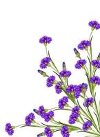 Flowers cornflowers isolated on white background photo