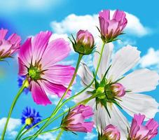 Cosmos flowers and cornflowers on a background of blue sky with clouds photo