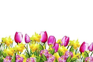 Pink and yellow flowers tulips and daffodils photo