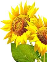 beautiful sunflower isolated on a white background photo