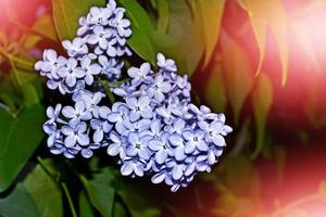 Bunches of flowers of lilac photo