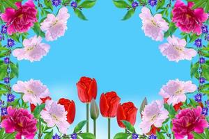 Bright and colorful flowers tulips photo