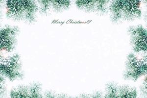 Snow covered trees. fir branch isolated on white background. photo