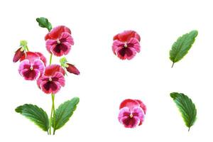 pansies isolated on white background. Top view. photo