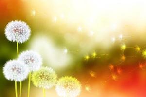 Blurred abstract floral background from the seeds of a dandelion flower and grass. photo