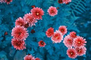 coloridas flores de crisantemo sobre un fondo del paisaje otoñal foto