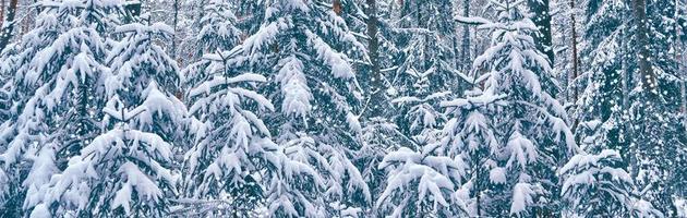 Frozen winter forest with snow covered trees. photo