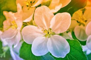 flores de primavera de colores brillantes foto