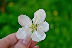 Blossoming branch apple. photo