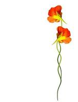 nasturtium flowers isolated on white background photo