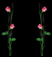 flower buds of roses isolated on black background photo