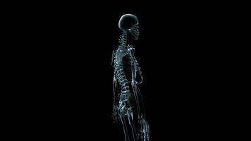 3D medical animation of a human skeleton rotating - Loop video