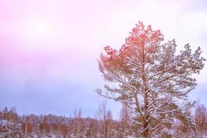 Frozen winter forest with snow covered trees. photo