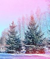 Frozen winter forest with snow covered trees. photo