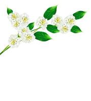 Jazmín flor blanca aislado sobre fondo blanco. foto