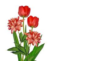 spring flowers tulips isolated on white background. photo