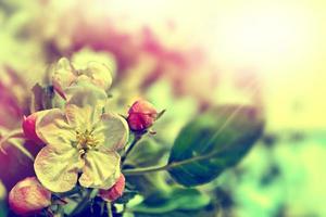 spring landscape. Flowering apple tree. photo