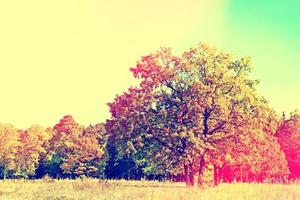 paisaje de otoño árboles coloridos en el parque. foto