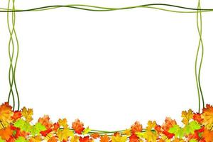 autumn leaves isolated on white background. photo