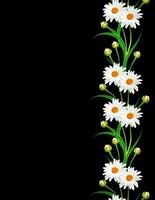 daisies summer white flower isolated on black background. photo