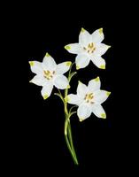 spring flowers snowdrops isolated on black background photo