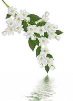 branch of jasmine flowers isolated on white background photo