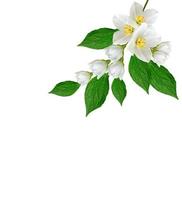 branch of jasmine flowers isolated on white background photo