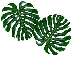 Floral background of green leaves of monsters and ferns photo