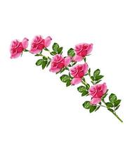 flower buds of roses isolated on white background photo