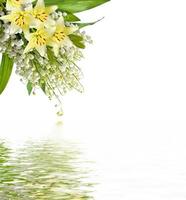 Flower lily isolated on white background. photo