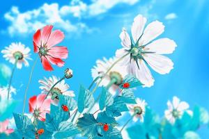 daisy flowers on blue sky background photo