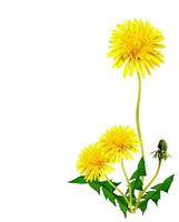 dandelion flowers isolated on white background photo