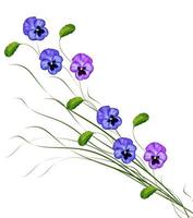 Pansy Violet with Green Leaves on white background photo