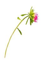 autumn aster flower isolated on white background. photo