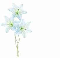 Bright lily flowers isolated on white background. photo