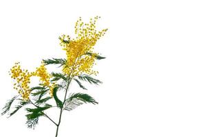 Bush of yellow spring flowers mimosa isolated on white background. photo