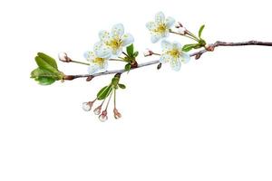 Blossoming fruit branch isolated on white background. photo