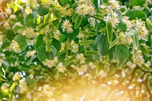 Sprig of flowering linden tree on the background of the spring landscape. photo