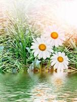 Wildflowers daisies. Summer landscape. photo