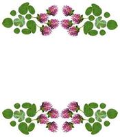 leaf clover on white background photo