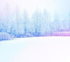 Blurred christmas background. Trees in the snow. Winter Forest photo