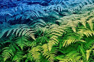 Green leaves of the fern against the background of the summer landscape. photo