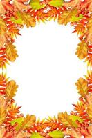 Colorful autumn foliage isolated on white background. Indian summer. photo