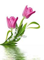 spring flowers tulips isolated on white background photo