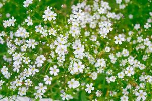 flores blancas de margarita brillante sobre un fondo del paisaje de verano. foto