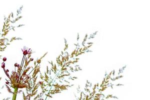 White bright daisy flowers on a background of the summer landscape. photo